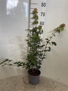 Acer campestre 60-80 cm cont. 2,0L - afbeelding 2