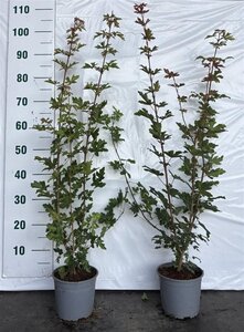 Acer campestre 60-80 cm cont. 2,0L