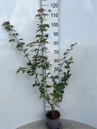 Acer campestre 60-80 cm cont. 2,0L - afbeelding 5