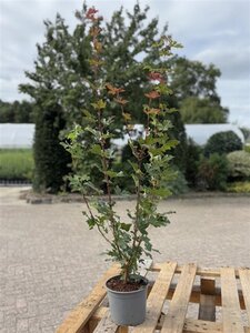 Acer campestre 60-80 cm cont. 2,0L - afbeelding 1
