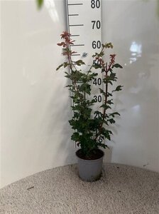 Acer campestre 60-80 cm cont. 2,0L - image 4
