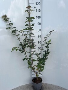 Acer campestre 60-80 cm cont. 2,0L - image 5