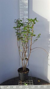 Acer campestre 80-100 cm cont. 5,0L