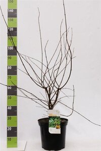 Acer campestre 80-100 cm cont. 7,5L