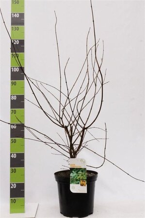 Acer campestre 80-100 cm cont. 7,5L