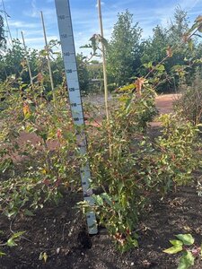 Acer capillipes 100-125 cm RB