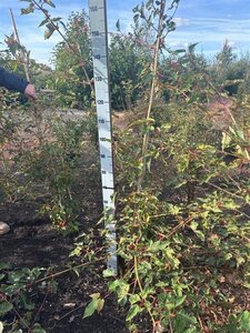 Acer capillipes 125-150 cm met kluit