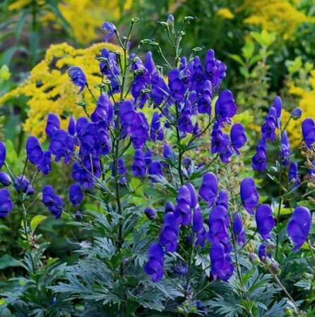 Aconitum carm. 'Arendsii' geen maat specificatie 0,55L/P9cm - afbeelding 5