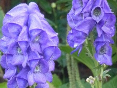 Aconitum carm. 'Arendsii' geen maat specificatie 0,55L/P9cm - afbeelding 3