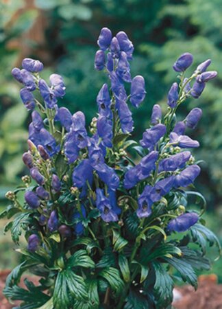 Aconitum carm. 'Arendsii' geen maat specificatie 0,55L/P9cm - afbeelding 4