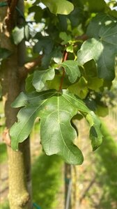 Acer campestre 'Elsrijk' 10-12 Hoogstam draadkluit - afbeelding 3