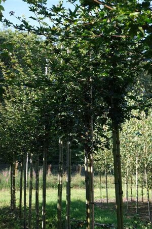 Acer campestre 'Elsrijk' 10-12 STA WRB - image 1