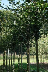 Acer campestre 'Elsrijk' 10-12 STA WRB - image 1