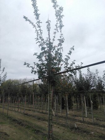 Acer campestre 'Elsrijk' 10-12 Hoogstam wortelgoed