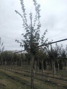 Acer campestre 'Elsrijk' 10-12 Hoogstam wortelgoed