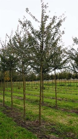 Acer campestre 'Elsrijk' 12-14 Hoogstam draadkluit 2 X verplant