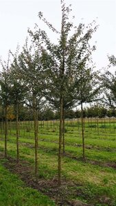 Acer campestre 'Elsrijk' 12-14 Hoogstam draadkluit 2 X verplant