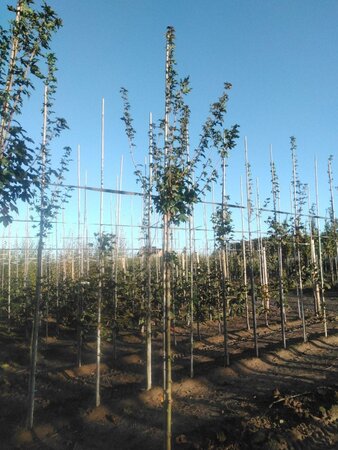 Acer campestre 'Huibers Elegant' 10-12 Hoogstam wortelgoed - afbeelding 1
