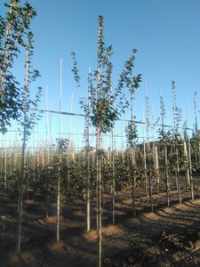 Acer campestre 'Huibers Elegant' 10-12 Hoogstam wortelgoed