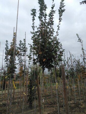 Acer campestre 'Huibers Elegant' 12-14 Hoogstam wortelgoed 2 X verplant