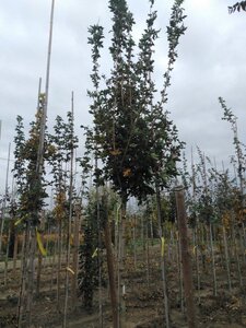 Acer campestre 'Huibers Elegant' 12-14 Hoogstam wortelgoed 2 X verplant