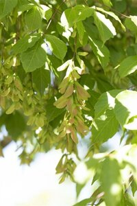Acer cissifolium 14-16 Hoogstam draadkluit 2 X verplant