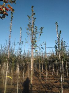 Acer campestre 'Lienco' 10-12 Hoogstam wortelgoed - afbeelding 3