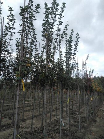 Acer campestre 'Lienco' 10-12 Hoogstam wortelgoed - afbeelding 1
