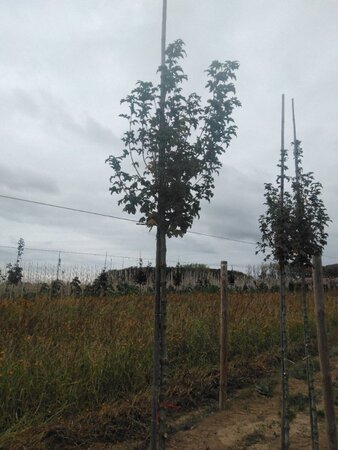 Acer campestre 'Lienco' 10-12 Hoogstam wortelgoed - afbeelding 2