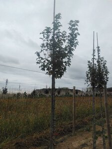 Acer campestre 'Lienco' 10-12 Hoogstam wortelgoed - afbeelding 2
