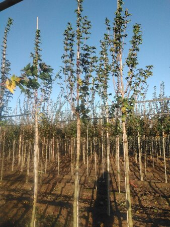 Acer campestre 'Lienco' 12-14 Hoogstam wortelgoed 2 X verplant