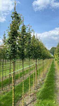 Acer campestre 'Lienco' 8-10 Hoogstam draadkluit - afbeelding 2