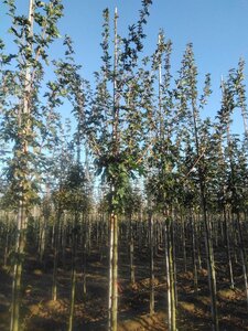 Acer campestre 'Queen Elizabeth' 10-12 Hoogstam wortelgoed - afbeelding 4