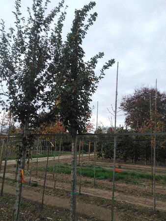 Acer campestre 'Queen Elizabeth' 14-16 Hoogstam draadkluit 2 X verplant - afbeelding 4