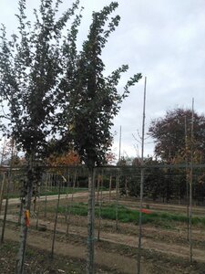 Acer campestre 'Queen Elizabeth' 14-16 Hoogstam draadkluit 2 X verplant - afbeelding 4