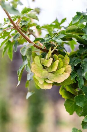 Acer campestre 'Queen Elizabeth' 18-20 STA WRB 260 cm stem roof shape 140 - image 3