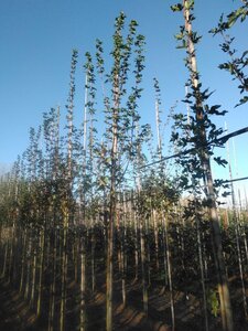 Acer campestre 'Red Shine' 10-12 Hoogstam wortelgoed - afbeelding 5