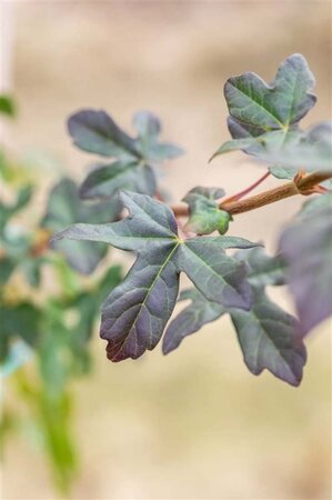 Acer campestre 'Red Shine' 12-14 Hoogstam wortelgoed 2 X verplant - afbeelding 2