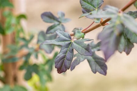 Acer campestre 'Red Shine' 14-16 Hoogstam draadkluit 2 X verplant - afbeelding 4