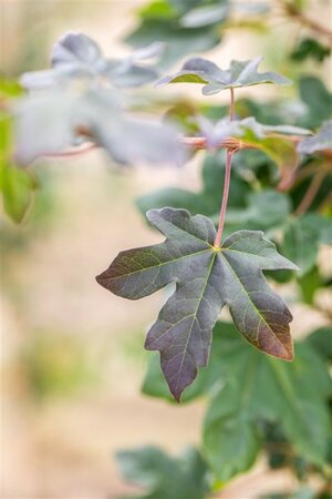 Acer campestre 'Red Shine' 150-175 cm cont. 12L - image 2