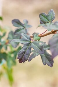 Acer campestre 'Red Shine' 150-175 cm cont. 12L - image 4