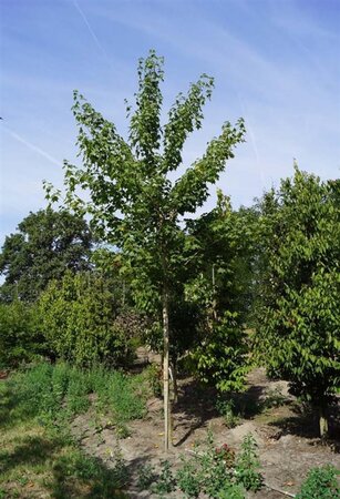 Acer cappadocicum 'Rubrum' 12-14 Hoogstam draadkluit 2 X verplant - afbeelding 2