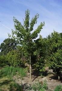 Acer cappadocicum 'Rubrum' 12-14 Hoogstam draadkluit 2 X verplant - afbeelding 2