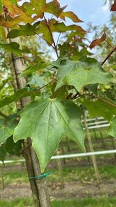 Acer cappadocicum 'Rubrum' 12-14 Hoogstam draadkluit 2 X verplant - afbeelding 4