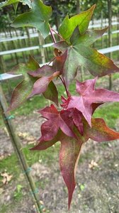 Acer cappadocicum 'Rubrum' 12-14 Hoogstam draadkluit 2 X verplant - afbeelding 3