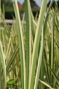 Acorus calamus 'Variegatus' geen maat specificatie cont. 2,0L