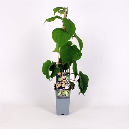 Actinidia deliciosa Solissimo ♀♂ 70 cm vierkant 2L - afbeelding 2