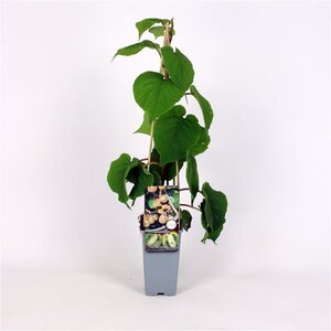 Actinidia deliciosa Solissimo ♀♂ 70 cm vierkant 2L - afbeelding 2