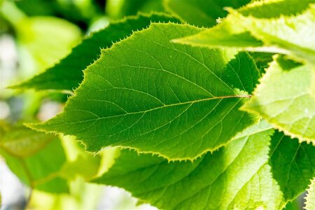 Actinidia deliciosa Solissimo ♀♂ 70 cm vierkant 2L - afbeelding 1
