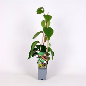 Actinidia deliciosa 'Solo' ♀♂ 70 cm vierkant 2L - afbeelding 2